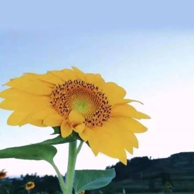 365体育中国官方网站